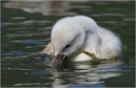 <p>Labuť velká (Cygnus olor) –--- /Mute schwan – Höckerschwan/</p>